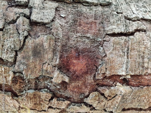 tree bark texture