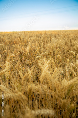 Ripe golden yellow wheat in the field. Behind is a blue sky  and the wheat is ready for harvest.