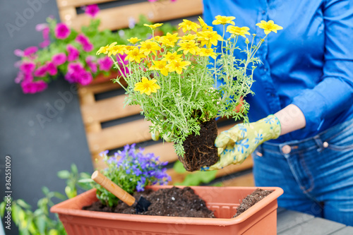 Flower planting and trasplantation into pot photo