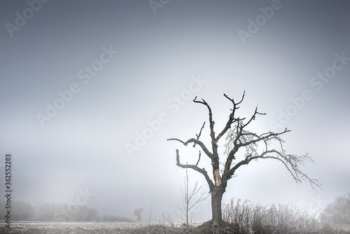 withered tree in the fog photo