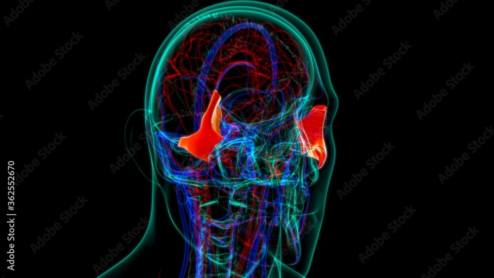 Human Skeleton Skull Zygomatic Bone Anatomy For Medical Concept Human Skeleton Skull Zygomatic Bone Anatomy For Medical Concept
