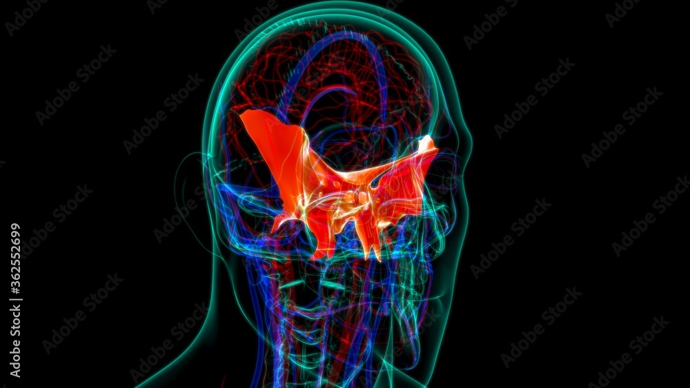 Human Skeleton Skull Sphenoid Bone Anatomy For Medical Concept Human Skeleton Skull Sphenoid Bone Anatomy For Medical Concept