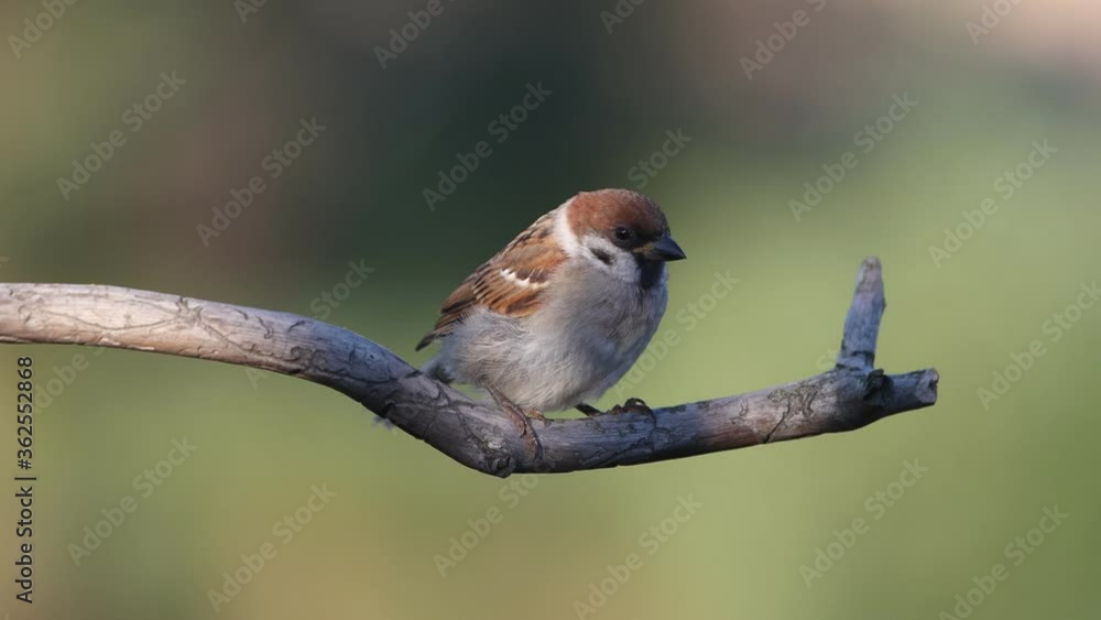 cute little sparrow sitting on a branch cute little sparrow sitting on a branch