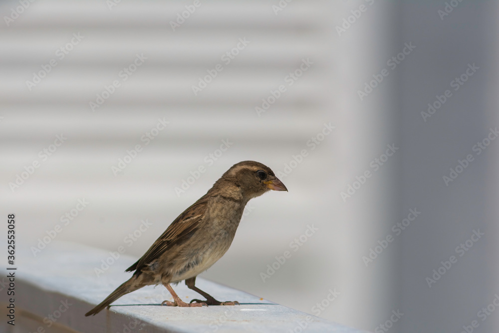 house sparrow in town looking for food.
brown bird eating bread and being portrayed in the foreground house sparrow in town looking for food.
brown bird eating bread and being portrayed in the foreground