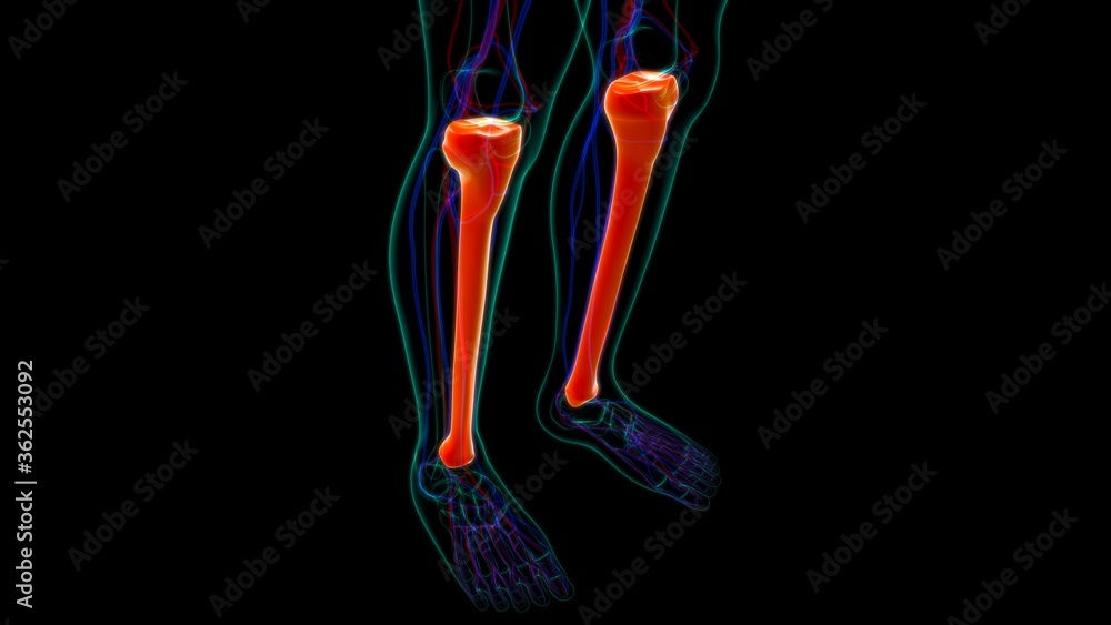 Human skeleton anatomy Tibia Bone 3D Rendering Human skeleton anatomy Tibia Bone 3D Rendering