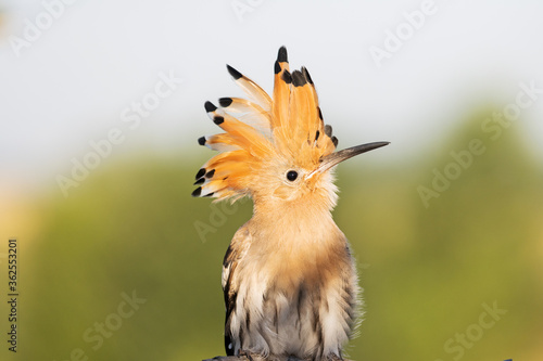 funny hairstyle bird looks up funny © drakuliren