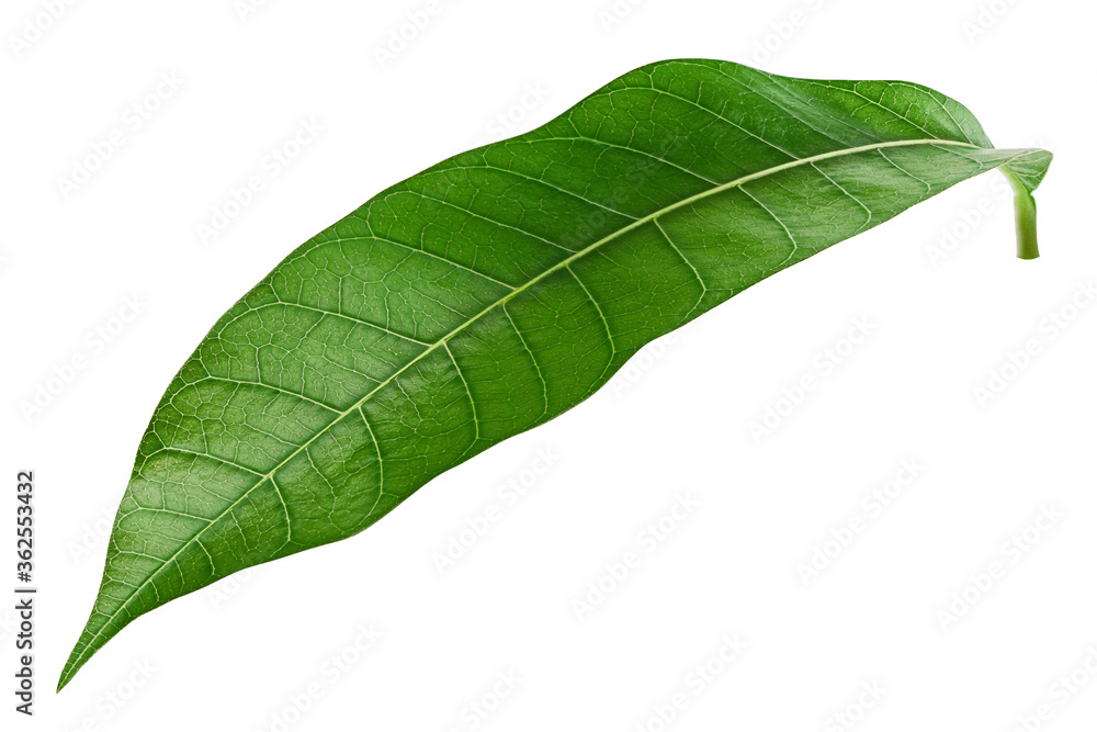 Obraz premium Mango leaf isolated on white background, clipping path, full depth of field