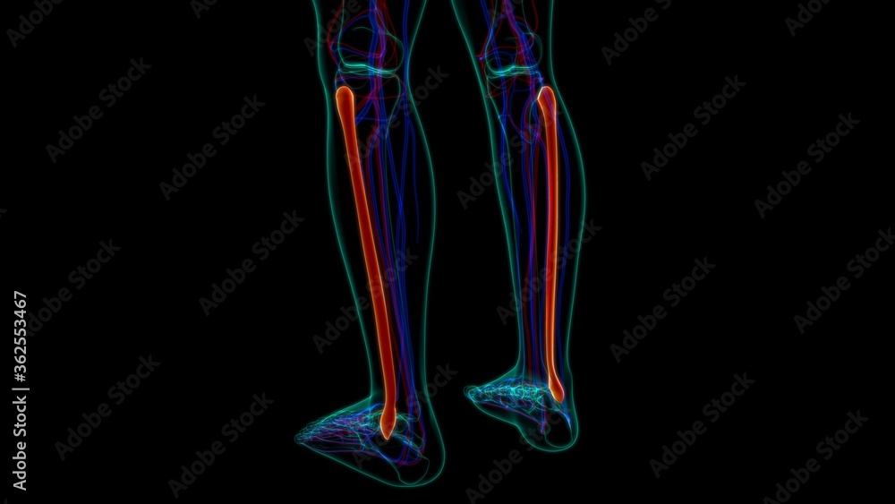Human skeleton anatomy Fibula Bone 3D Rendering Human skeleton anatomy Fibula Bone 3D Rendering