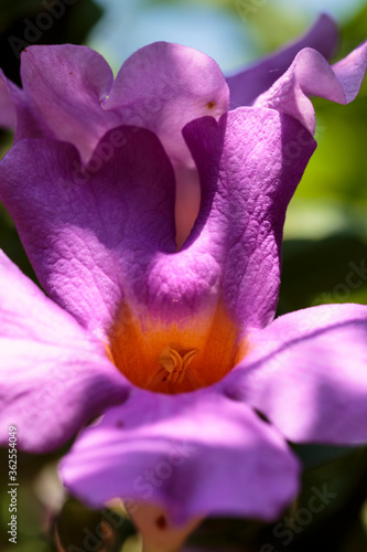 Fototapeta Naklejka Na Ścianę i Meble -  Violet blossoms of American climbing trumpet (Campsis radicans). Macro horizontal view of purple flower blooming on sunny day in Mexico