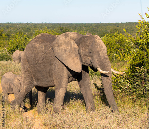 Big beautiful elephant in natural habitat  wild animal  safari game drive  Eco travel and tourism  national park  South Africa