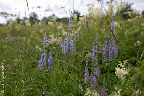 Veronica longifolia  grassy plant with a high stem and blue flowers in the meadow