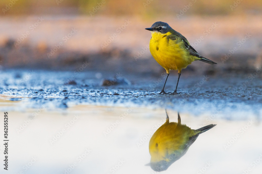 yellow wagtail with reflection in the water yellow wagtail with reflection in the water