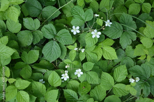 Blackberry blossoms and buds blooming. Blackberry white flower blossom plant branch in summer.