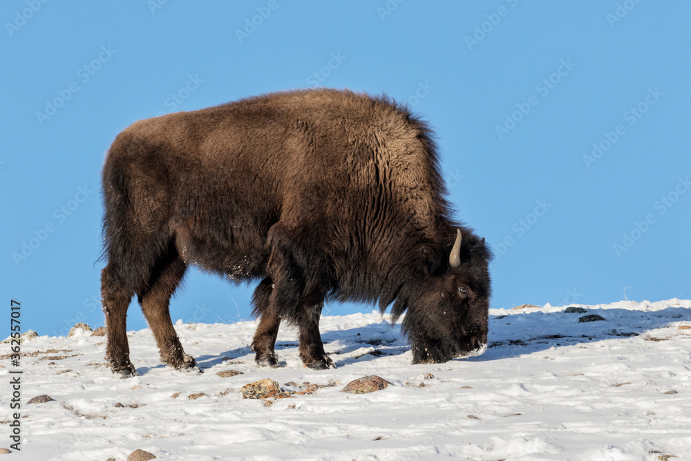 American Bison female on the skyline American Bison female on the skyline