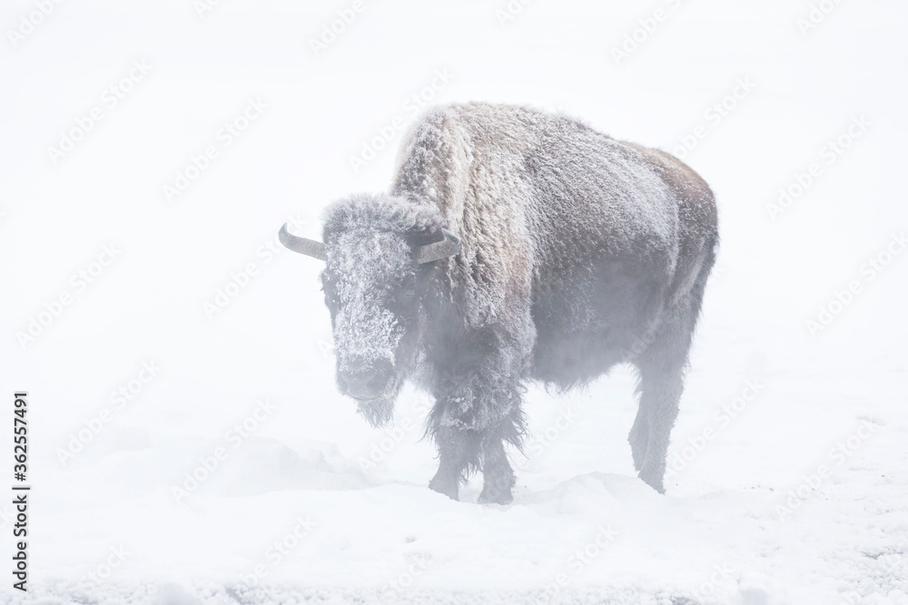 American Bison female coming out of the mist American Bison female coming out of the mist