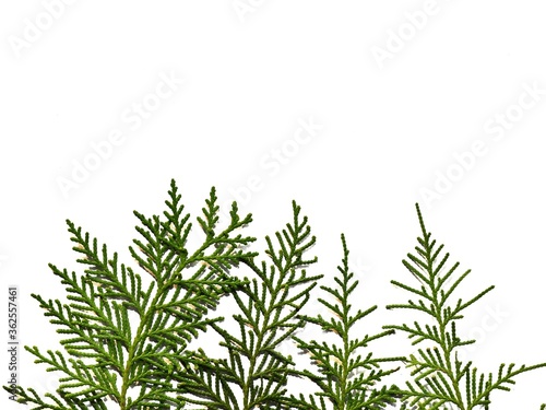 Christmas frame of fir leaves on white background. Concept of Chritsmas or New Year © evri15