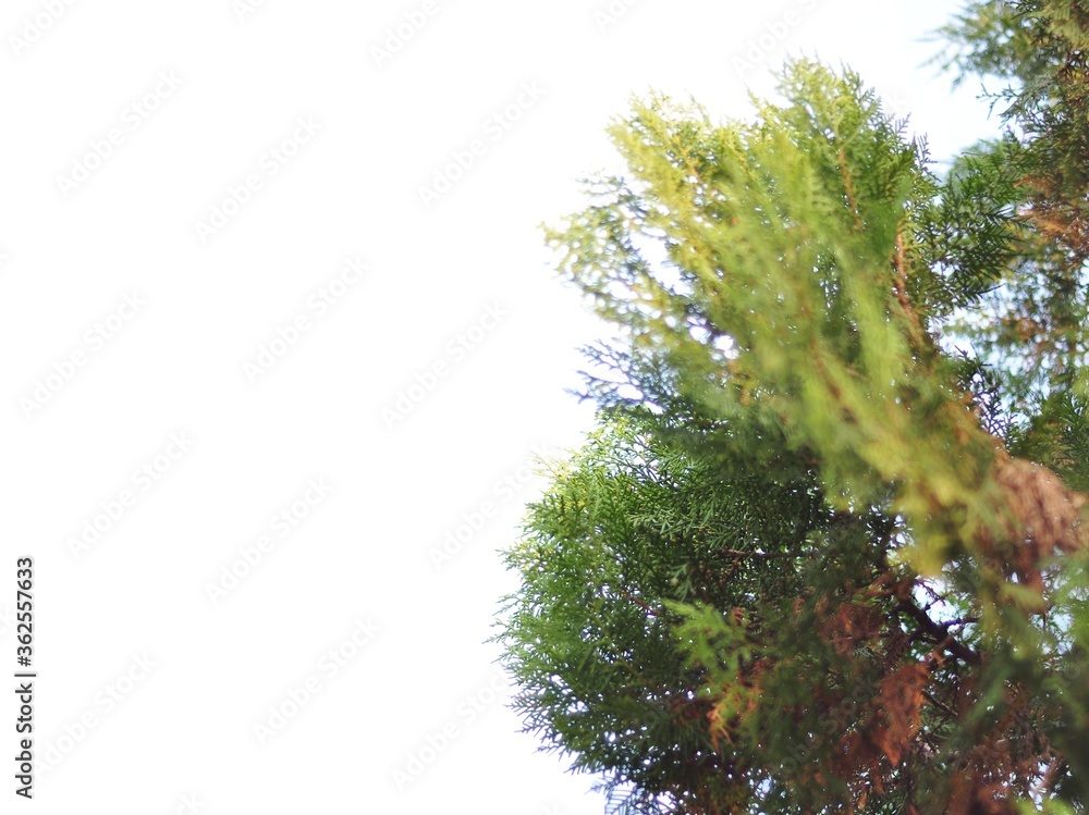 Obraz premium Christmas frame of fir leaves on white background. Concept of Chritsmas or New Year