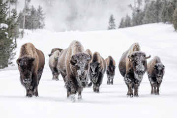 Fototapete Bison Bisonfamilie im verschneiten Winterwald  © David