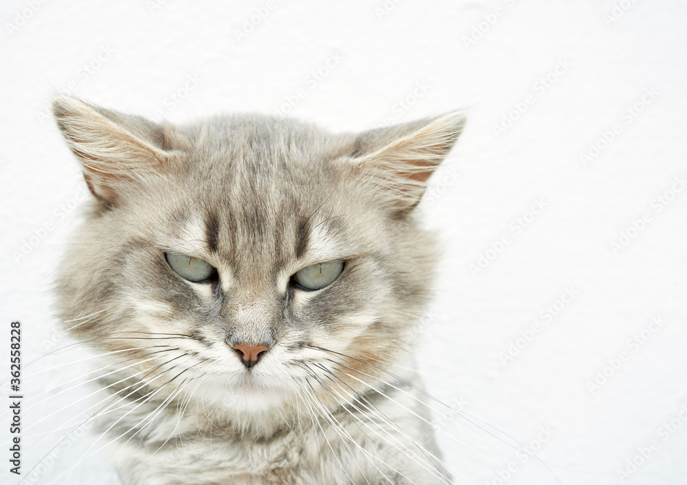 gray cat foreground on white background, with space for pasting text