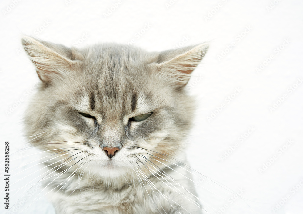 gray cat foreground on white background, with space for pasting text gray cat foreground on white background, with space for pasting text