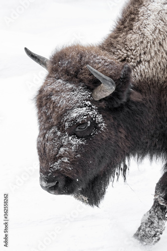 American Bison female portrait