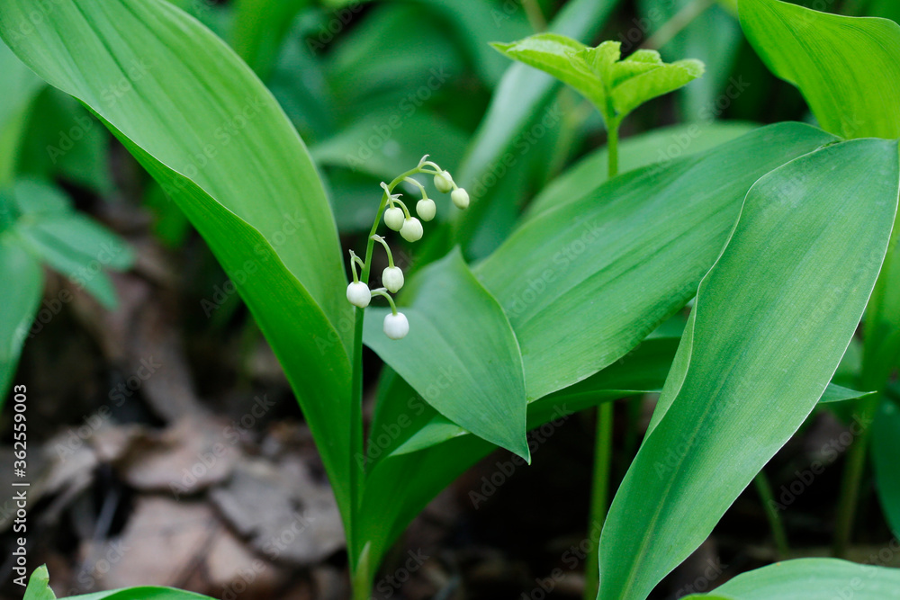 Obraz premium Beautiful fragrant flower lily of the valley in a spring forest park