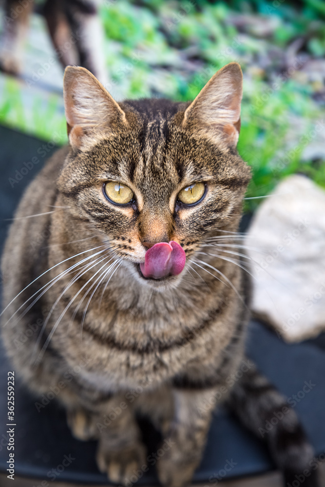 Tiger cat portrait. Domestic cat licks it's nose. Big purple tongue, light yellowish eyes, brown fur. Nutrition and animal care concept. Small predator outdoors. 