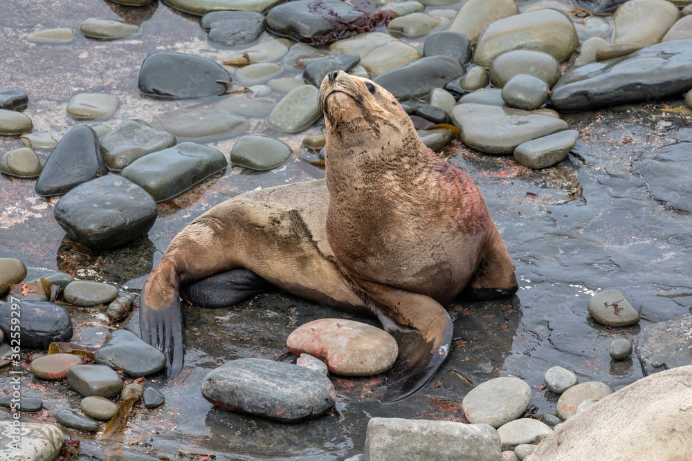 Fototapeta premium Southern Sea Lion female