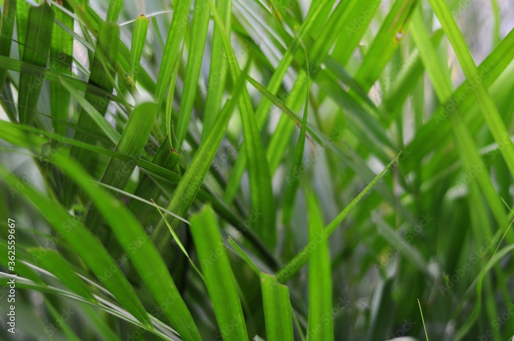 Close up green palm leaves. Selective focus Close up green palm leaves. Selective focus