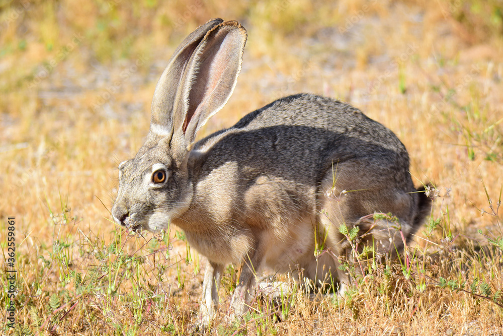 Fototapeta premium jackrabbit in the grass