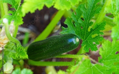 A green zucchini growing on a plant in a container