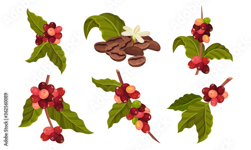 Branches of Coffea Plant with Ripe Edible Fruits Vector Set