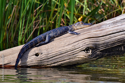 alligator on a log