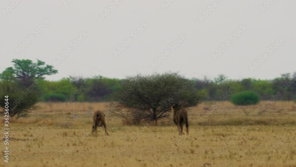 Two African Lions Fighting On The Grass Field In Botswana. -wide shot Two African Lions Fighting On The Grass Field In Botswana. -wide shot