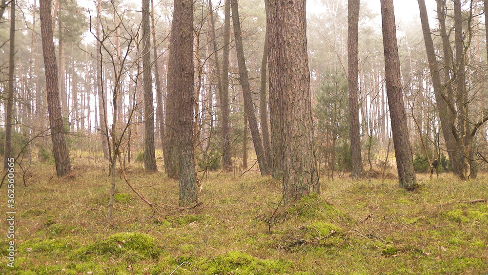 Fototapeta premium Pine forest, northern Poland.