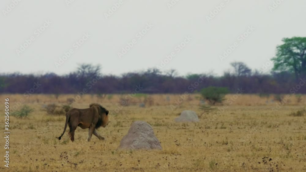 Black-maned Lion Walking On The Grassfield In Botswana, South Africa. -wide shot Black-maned Lion Walking On The Grassfield In Botswana, South Africa. -wide shot