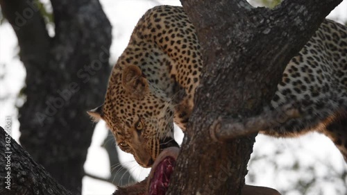 Leopard eating his prey in a tree near Sabie in South Africa photo