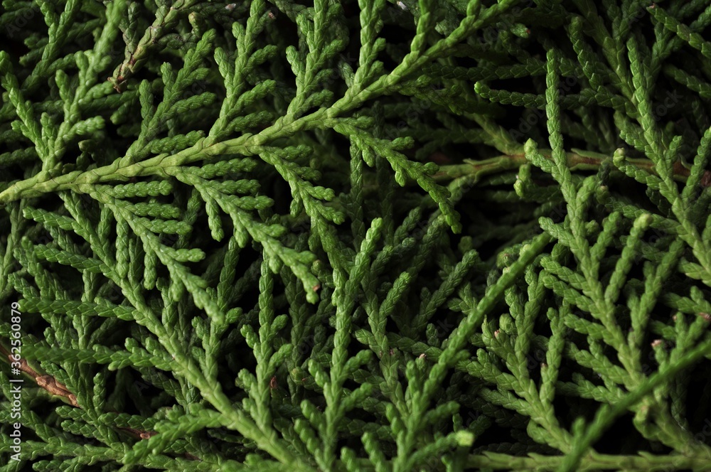 Fir leaves isolated on black background Fir leaves isolated on black background