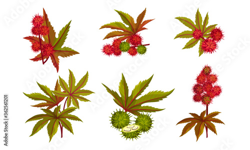 Ricinus or Castor Oil Plant with Green Palmate Leaves and Red Fruit Vector Set
