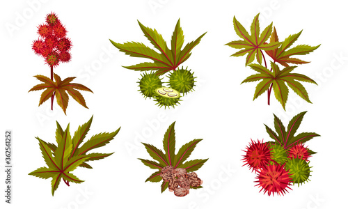 Ricinus or Castor Oil Plant with Green Palmate Leaves and Red Fruit Vector Set