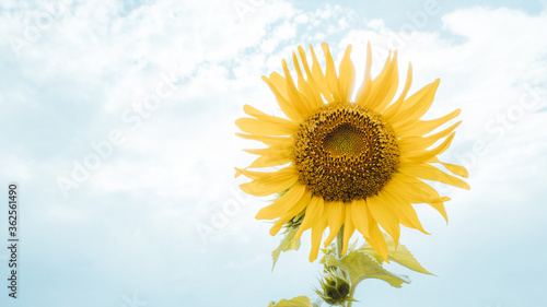 sunflower on blue sky