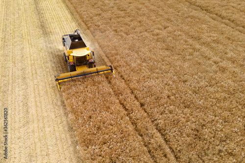 Quadro su tela aerial view of a modern combine harvester in action in a rapeseed field