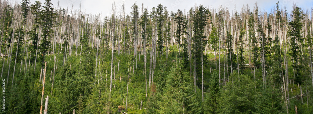 Dead trees in Tatra Mountain, Poland. Old forest. Ecology damaged scenery. Dead trees in Tatra Mountain, Poland. Old forest. Ecology damaged scenery.