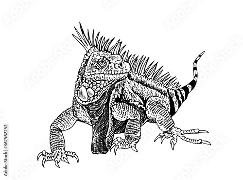 Graphical hand-drawn iguana isolated on white background, vector illustration,lizard