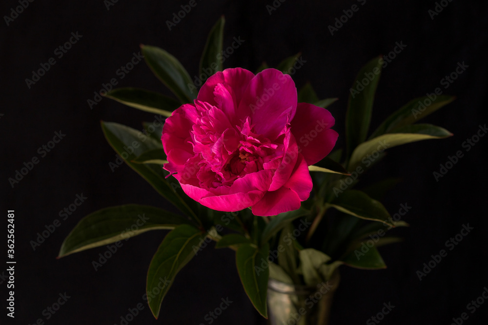 Blooming peony on a black background Blooming peony on a black background
