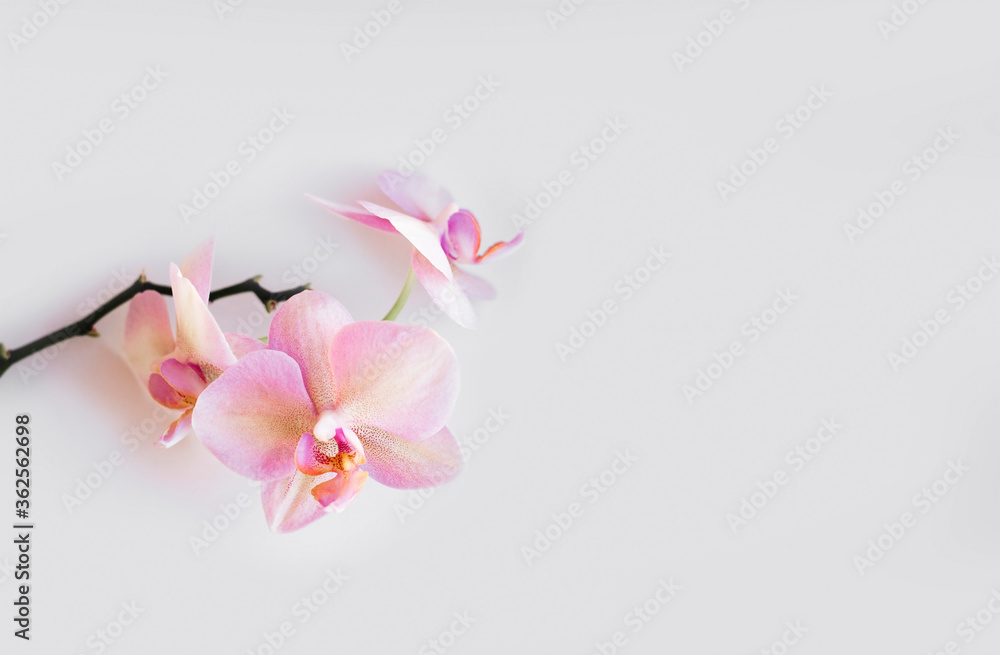 Pink orchid on the grey background Pink orchid on the grey background