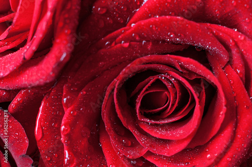 Fototapeta Naklejka Na Ścianę i Meble -  Red rose macro with waterdrops