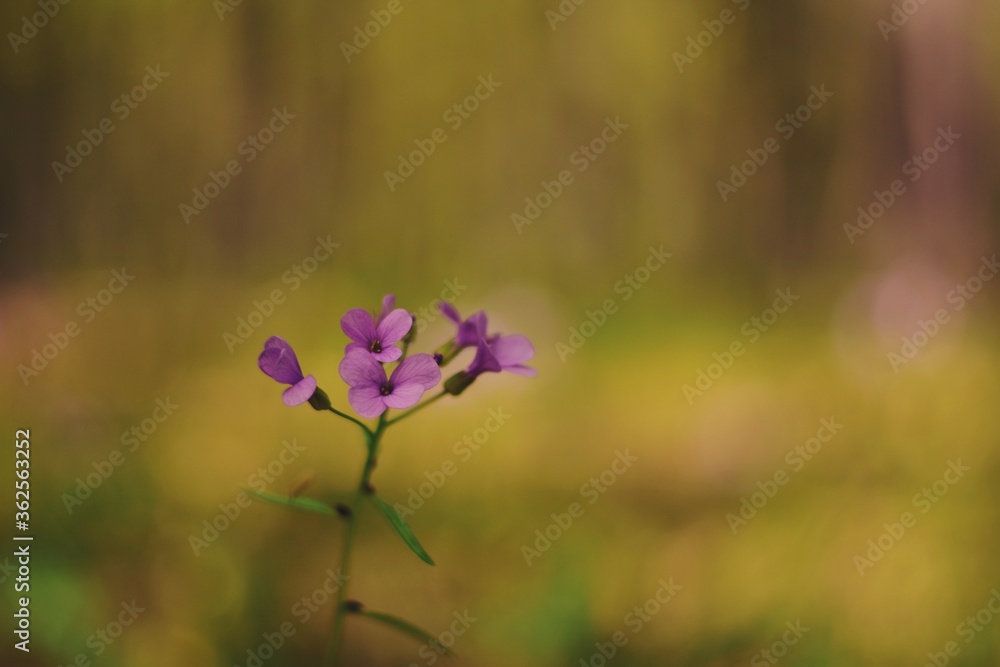Cardamine bulbifera in the forest in blooming time Cardamine bulbifera in the forest in blooming time