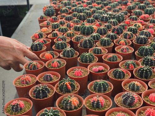 A hand is picking a  pot of cactus on the table from the nursery area.