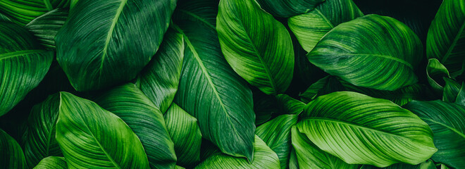 abstract green leaf texture, nature background, tropical leaf